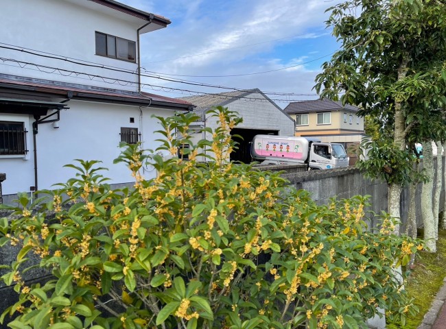 金木犀とバキューム車